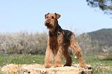 AIREDALE TERRIER 204